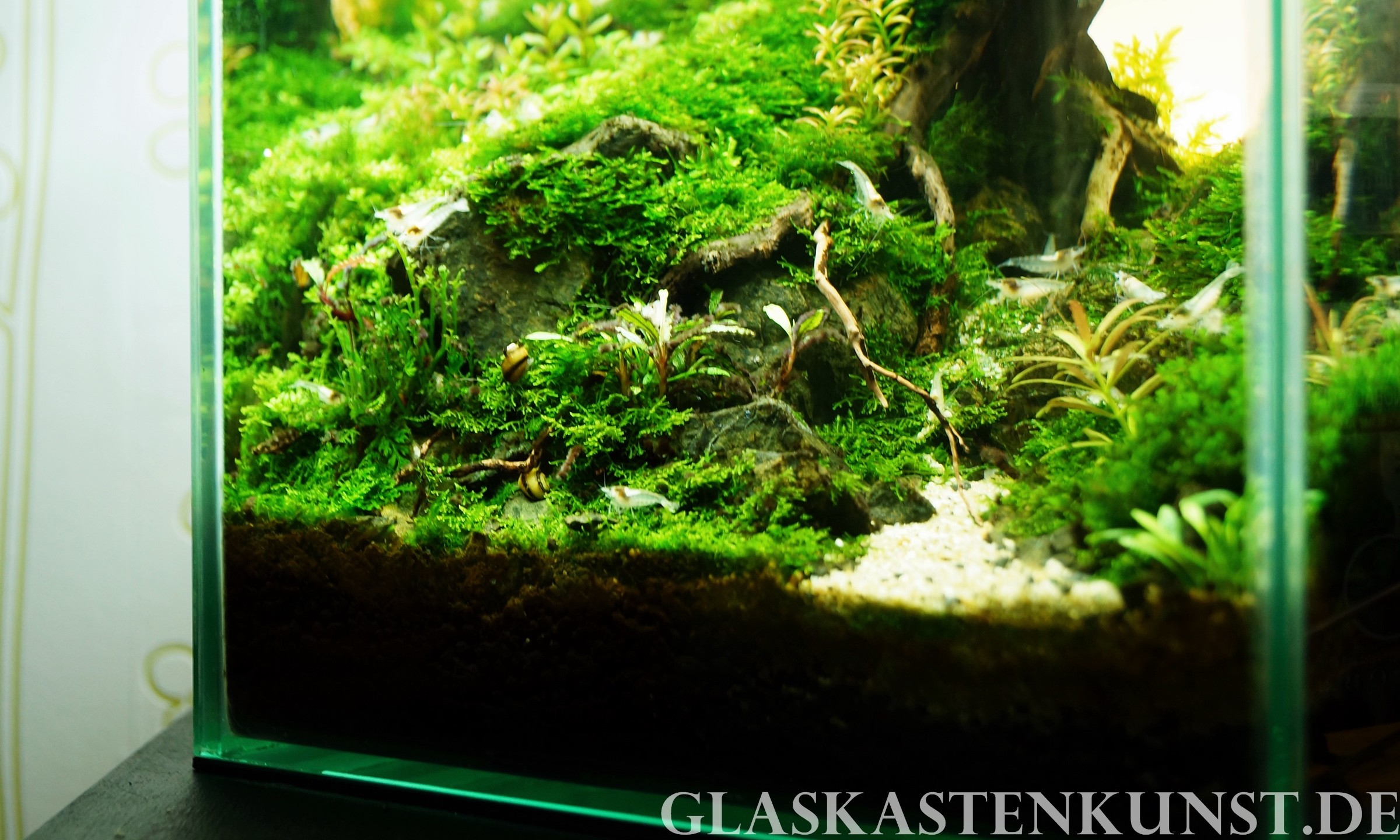 Aquascaping  Glaskastenkunst